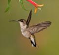 Alpine Hummingbirds-8583.jpg